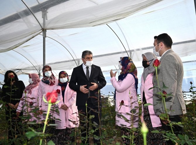 Vali Erdinç Yılmaz, Gül Hasadı Yaptı