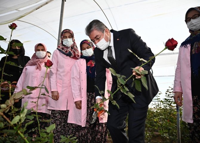 Vali Erdinç Yılmaz, Gül Hasadı Yaptı