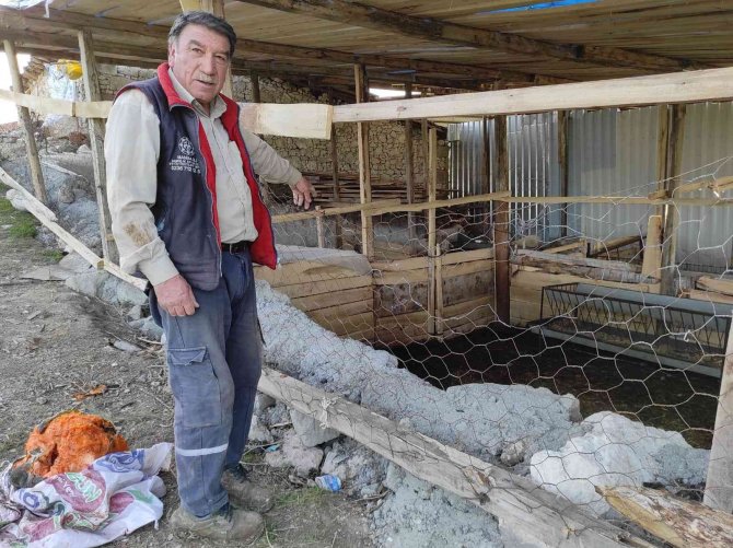 Aç Kalan Kurtlar Ağıldaki Koyunları Telef Etti