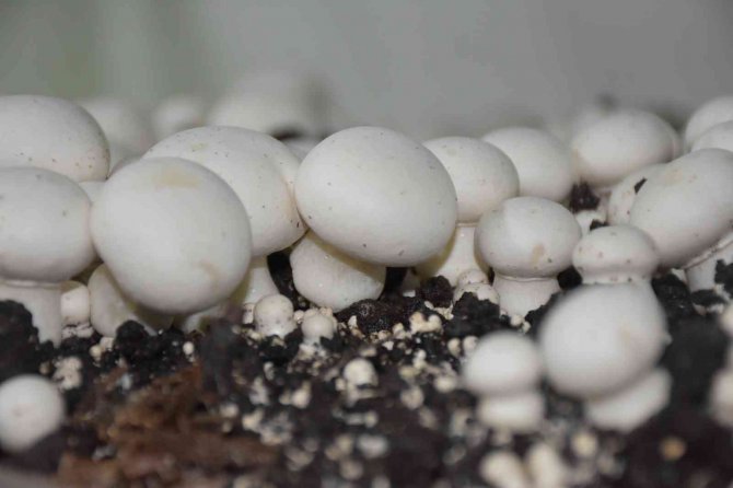 Tarsus’ta Mantar Yetiştirme Kursu 250 Kişiye Yeni İş Kapısı Açtı