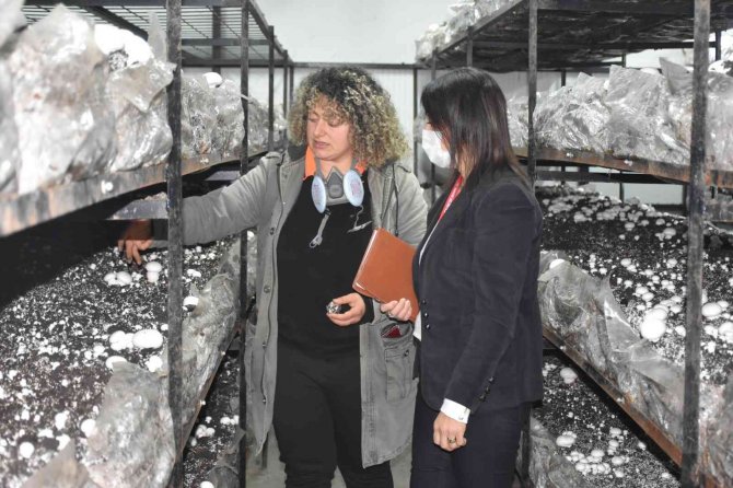 Tarsus’ta Mantar Yetiştirme Kursu 250 Kişiye Yeni İş Kapısı Açtı