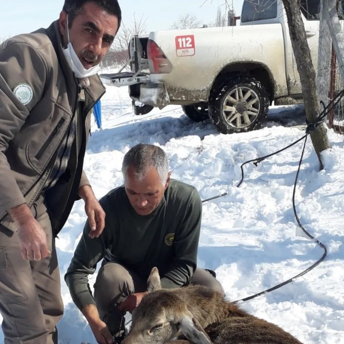 Kaçak Avcıların Elinden Kaçmayı Başardı