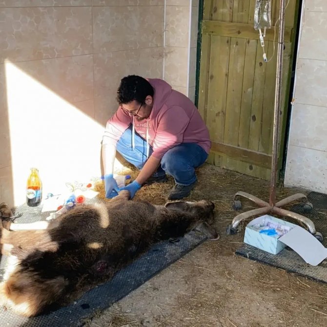 Kaçak Avcıların Elinden Kaçmayı Başardı
