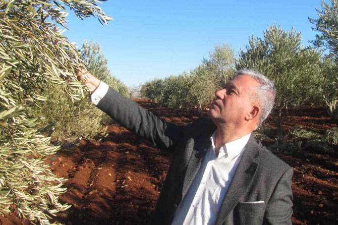 Araban Ovası Suya Doydu, Çiftçilerin Yüzü Gülüyor