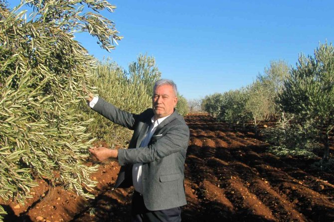 Araban Ovası Suya Doydu, Çiftçilerin Yüzü Gülüyor