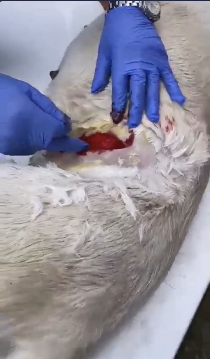 Köpeği Anestezisiz Kısırlaştıran Veteriner Hekim Hakkında Soruşturma