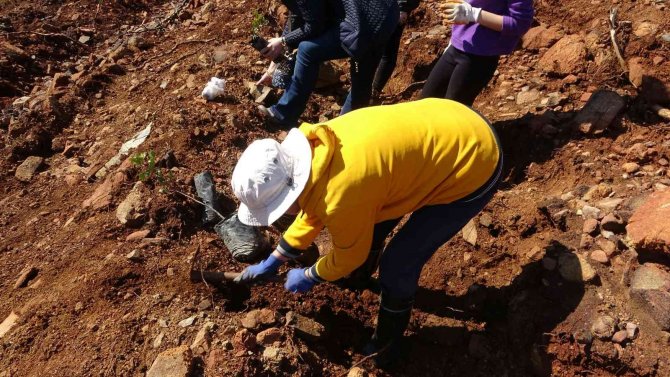 Marmaris’te Gönüllüler Fidan Ve Tohum Dikimlerine Devam Ediyor