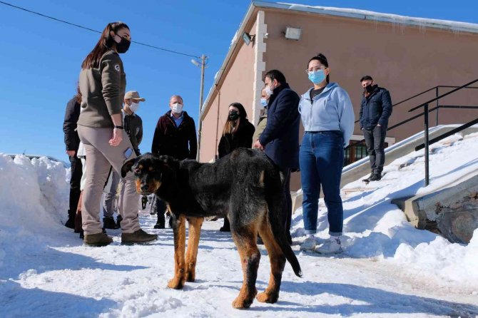 Ortaokul Öğrencilerinin Geliri Barınaktaki Hayvanlara Mama Oldu