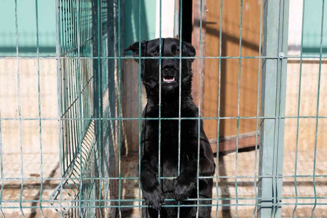 Ortaokul Öğrencilerinin Geliri Barınaktaki Hayvanlara Mama Oldu