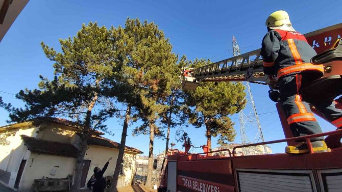 Kaçan Papağanı Yakalamak İçin Seferber Oldular