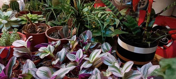 Çiçekçilerde 14 Şubat Hazırlığı