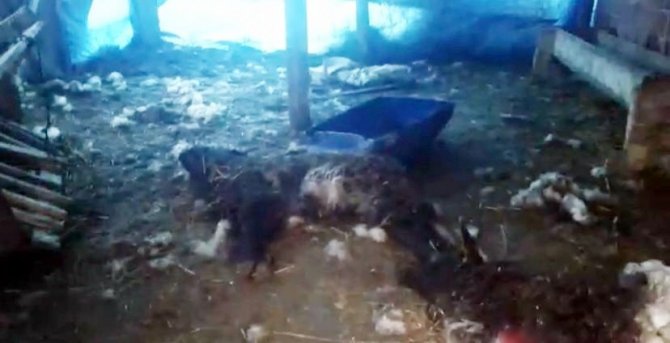 Sokak Köpekleri Koyunlara Saldırdı: 7 Koyun Telef Oldu