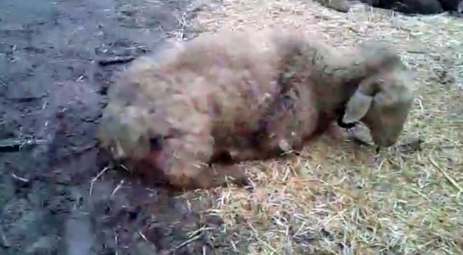 Sokak Köpekleri Koyunlara Saldırdı: 7 Koyun Telef Oldu