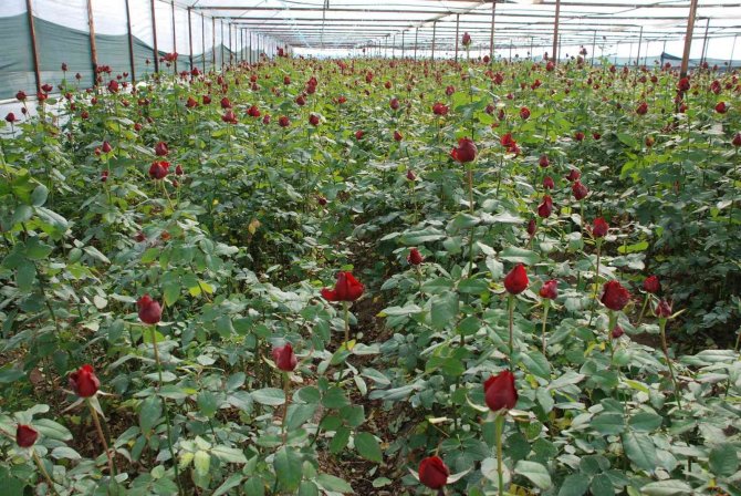 İ̇zmir Menderes’te Yoğun 14 Şubat Mesaisi