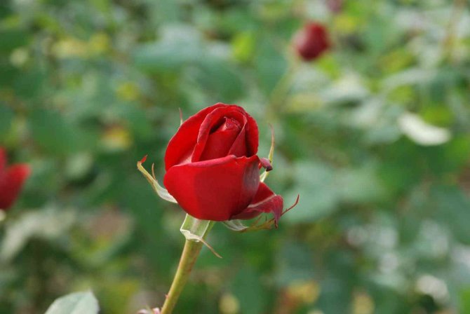 İ̇zmir Menderes’te Yoğun 14 Şubat Mesaisi