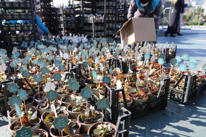 Alanya’da 14 Şubat İçin 10 Bin Çiçek Ücretsiz Dağıtıldı