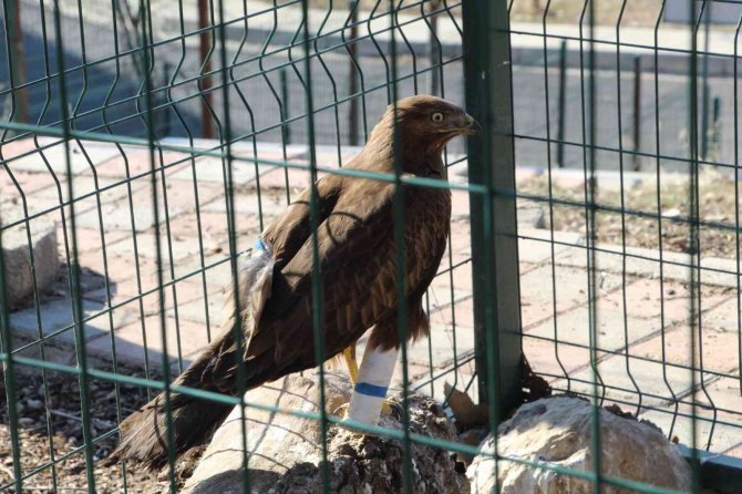 Şırnak’ta Yaralı Kızıl Şahine Protez Ayak Takıldı