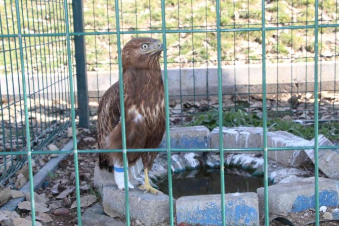 Şırnak’ta Yaralı Kızıl Şahine Protez Ayak Takıldı