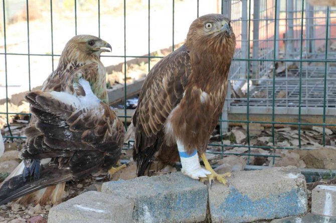 Şırnak’ta Yaralı Kızıl Şahine Protez Ayak Takıldı