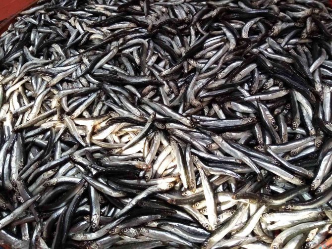 Bandırma Balık Hali’nde Hamsi Bolluğu Yaşanıyor