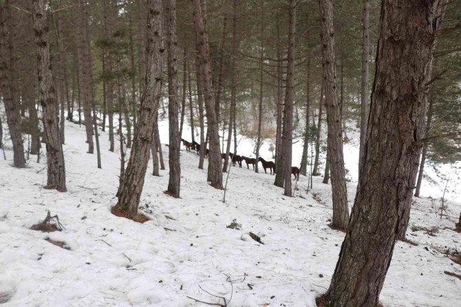 Bolu’da Yılkı Atlarına Yem Bırakıldı