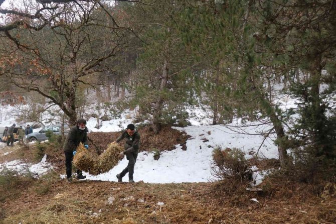 Bolu’da Yılkı Atlarına Yem Bırakıldı
