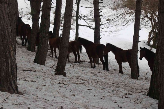 Bolu’da Yılkı Atlarına Yem Bırakıldı