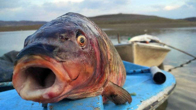 Denizi Olmayan Yozgat’ta Rızıklarını Tekne Balıkçılığıyla Çıkarıyorlar