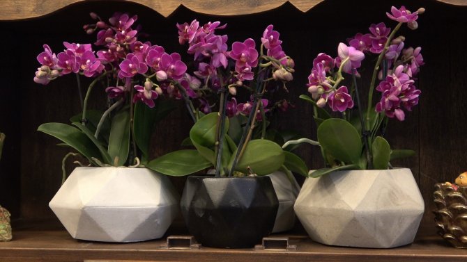 Çiçek Fiyatları Katlandı, Sevgililerin Eli Boş Kaldı