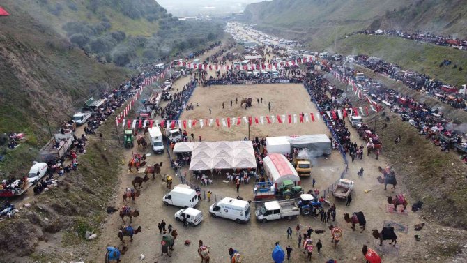 Deve Güreşi Tutkunları Kuyucak’ta Buluştu