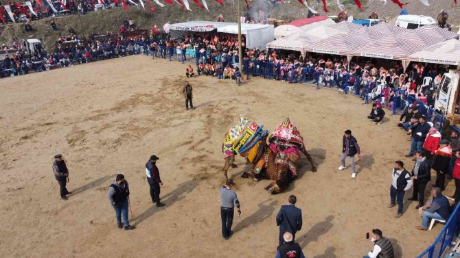 Deve Güreşi Tutkunları Kuyucak’ta Buluştu
