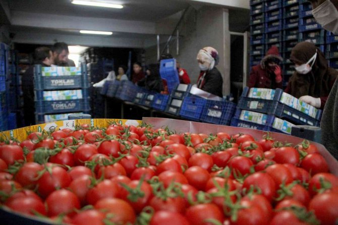 Antalya’da Isınan Hava Üretimi Arttırdı Fiyatlar Düşmeye Başladı