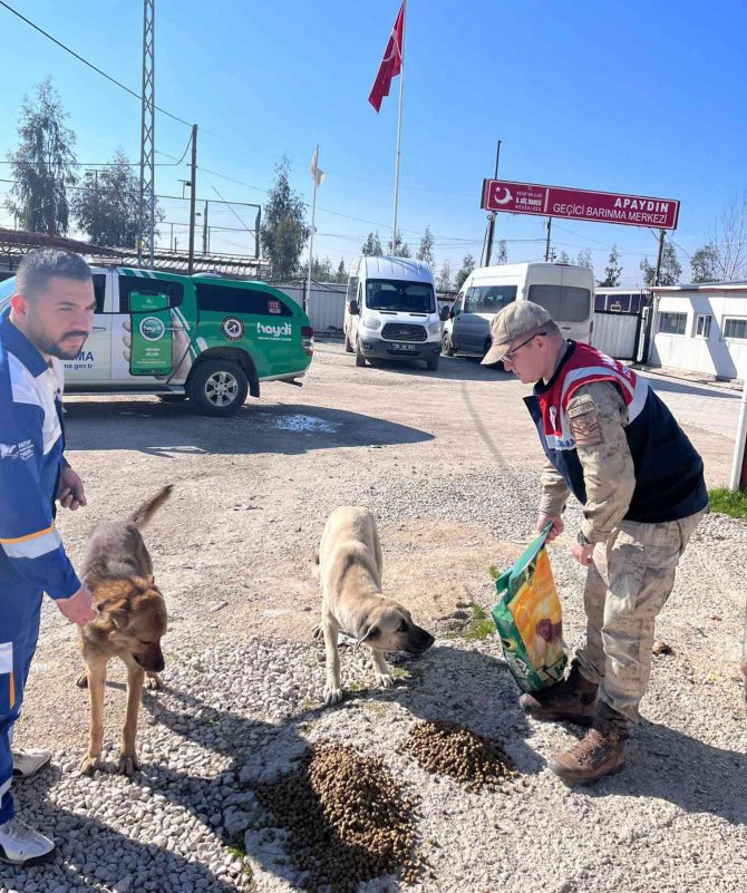 Jandarmadan Sokak Hayvanlarına Mama Ve Su Desteği