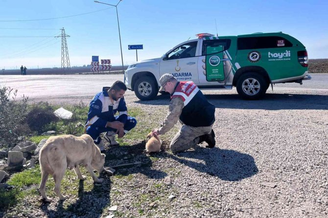 Jandarmadan Sokak Hayvanlarına Mama Ve Su Desteği