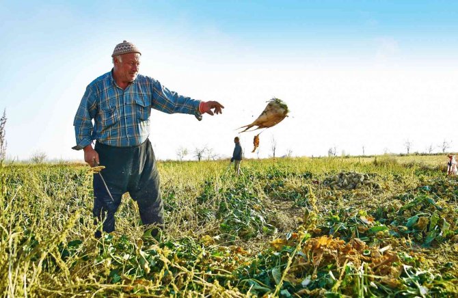 Konya’da Pancar Çiftçisine Milyarlık Ödeme