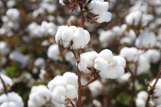 Türk Pamuk Tohumlarının Ab Ülkelerinde Tescilli Tamamlandı
