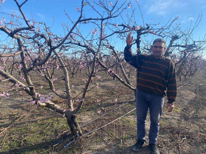 Nektarin Ağaçları Çiçek Açtı