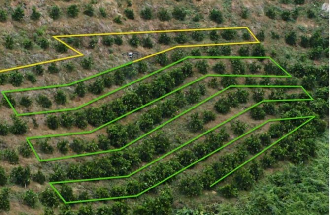 Fındık Bahçeleri Fi̇ha’lar İle İlaçlanacak