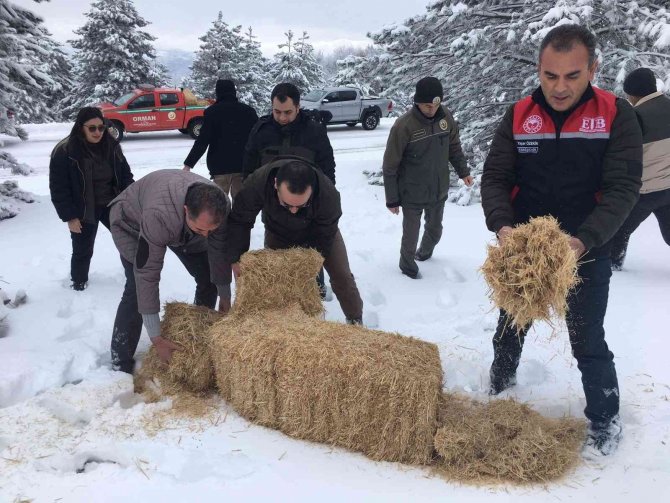 Yaban Hayvanları Unutulmadı