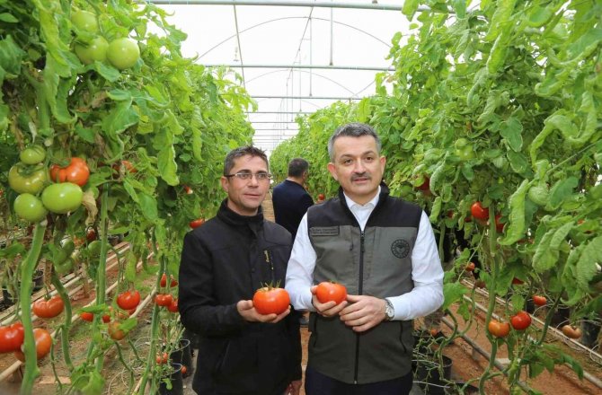 Simav Jeotermal Sera Tdi̇osb’de Bin 500 Kişiye İstihdam İmkanı