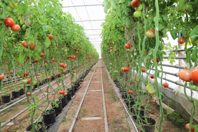 Simav Jeotermal Sera Tdi̇osb’de Bin 500 Kişiye İstihdam İmkanı