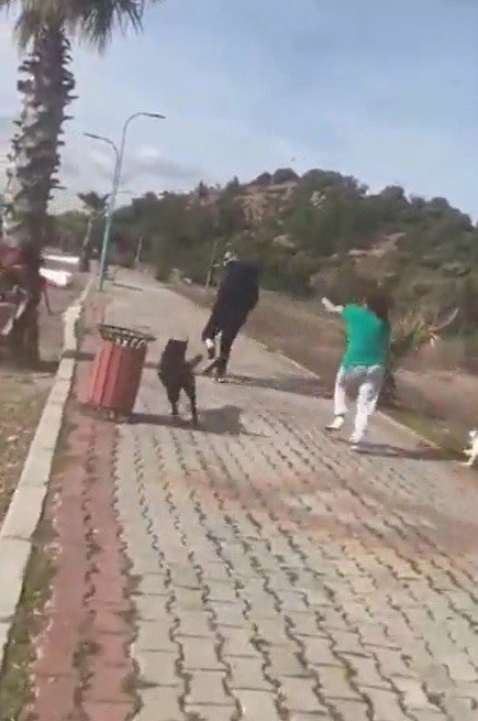 İ̇zmir’de Köpek Tartışması Şiddete Dönüştü