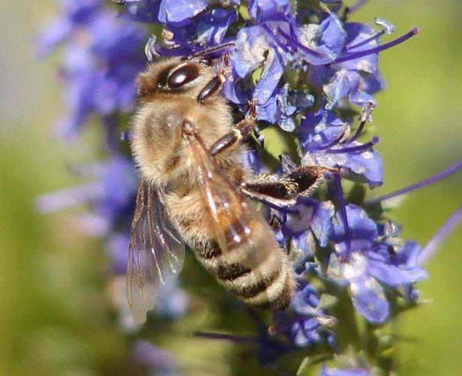 2022 Yılı Arı Fiyatları Belirlendi