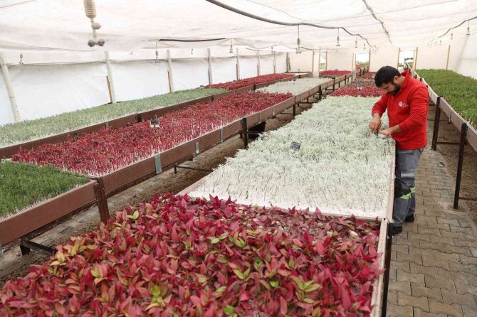 Bitki Üretiminden 6 Milyon Tl Tasarruf