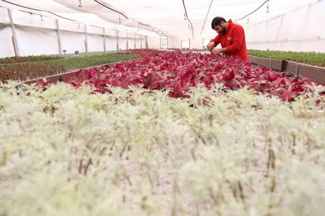 Bitki Üretiminden 6 Milyon Tl Tasarruf