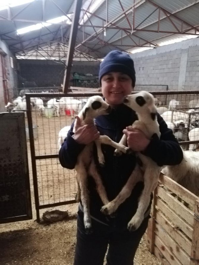 Küçükbaş Hayvan Yetiştiriciliğinde Antalya, Türkiye’de 2. Sırada