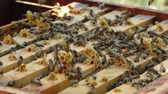 Başkan Çifçi: “Bal İhracatı Son Dönemde Çok Arttı”