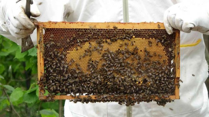 Başkan Çifçi: “Bal İhracatı Son Dönemde Çok Arttı”