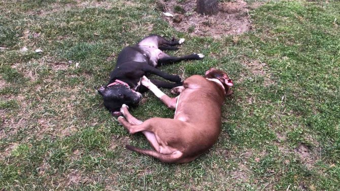 Çocuk Parkında Dehşet...kendilerine Saldıran Pitbull Köpekleri Tabancayla Öldürdüler