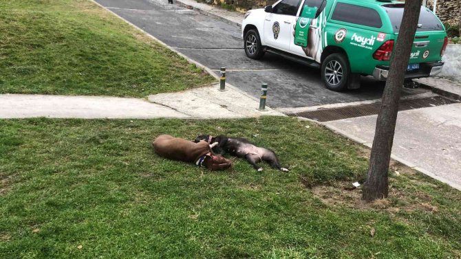 Çocuk Parkında Dehşet...kendilerine Saldıran Pitbull Köpekleri Tabancayla Öldürdüler